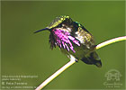 Wine-throated Hummingbird, by Pete Ferrera