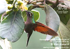 Garnet-throated Hummingbird, by Ken Havard