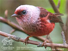 Pink-headed Warbler, by Ken Havard