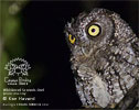 Whiskered Screech-Owl, by Ken Havard