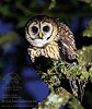 Fulvous Owl, by Stefan Johansson