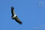 King Vulture, by Stefan Johansson