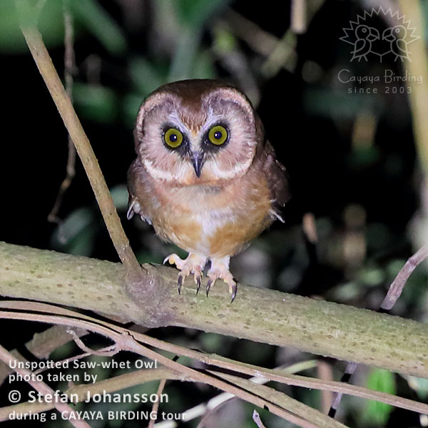 Unspotted Saw-whet Owl