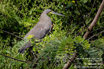 Bare-throated Tiger-Heron, by Mikael Käll