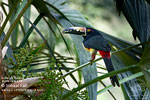 Collared Aracari, by Mikael Käll