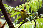 Golden-browed Warbler, by Mikael Käll