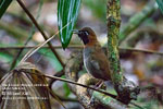 Black-faced Antthrush, by Mikael Käll