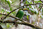 Northern Emerald-Toucanet in the highlands, by Mikael Käll