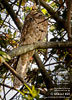 Northern Potoo, by Mikael Käll