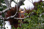 Orange-breasted Falcon, by Mikael Käll