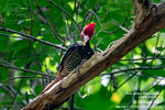 Pale-billed Woodpecker, by Mikael Käll