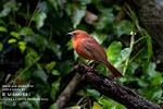 Male Red-throated Ant-Tanager, by Mikael Käll