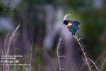 Red-winged Blackbird, by Mikael Käll