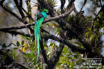 Male Resplendent Quetzal, by Mikael Käll