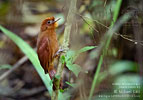 Ruddy Woodcreeper, by Mikael Käll