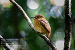 White-whiskered Puffbird, by Mikael Käll