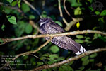 Yucatan Poorwill, by Mikael Käll