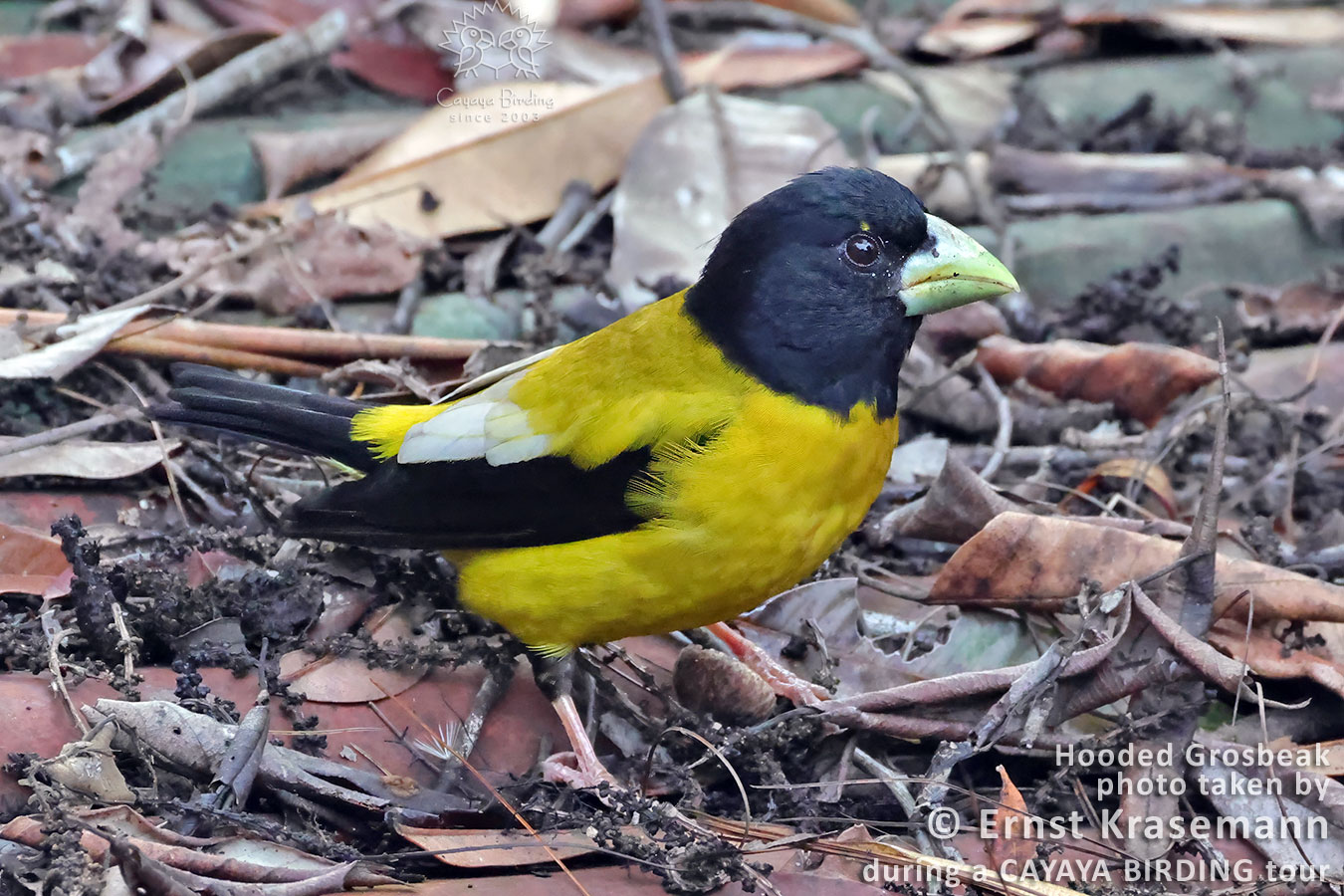 Hooded Grosbeak