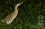 Pinnated Bittern, by Mario Liebschner