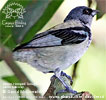 Azure-rumped Tanager in Guatemala