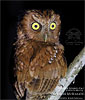 Bearded Screech-Owl, by David McDonald