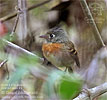 Belted Flycatcher, by David McDonald