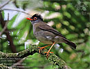 Black-headed Nightingale-Thrush, by David McDonald