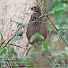 Buffy-crowned Wood-Partridge, by David McDonald