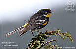 Goldman's Warbler in Guatemala