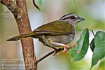 Green-backed Sparrow, by David McDonald