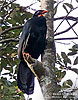 Highland Guan, by David McDonald