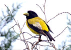 Hooded Grosbeak, by David McDonald