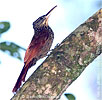 Ivory-billed Woodcreeper, by David McDonald