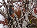 Orange breasted-Falcon, by David McDonald