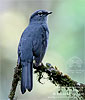 Slate-colored Solitaire, by David McDonald