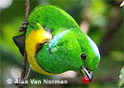 Blue-crowned Chlorophonia, by Alan Van Norman.