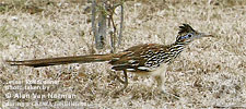 Lesser Roadrunner, by Alan Van Norman.