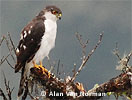 White-breasted Hawk, by Alan Van Norman.