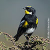 Goldman's Warbler in Guatemala