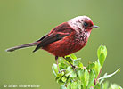 Pink-headed Warbler, by Allan Obertreiber