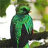 Resplendent Quetzal, by Peter Wächtershäuser.