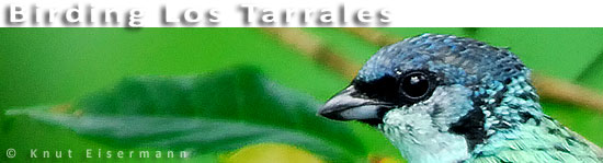 CAYAYA BIRDING tours Los Tarrales