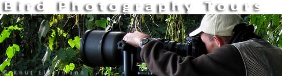 CAYAYA BIRDING bird photography tours in Guatemala