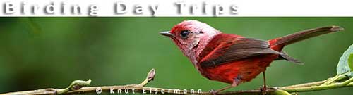 CAYAYA BIRDING day trips in Guatemala