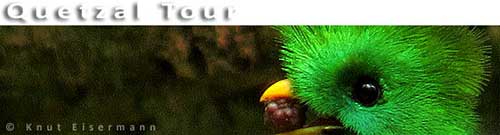 CAYAYA BIRDING Quetzal Tour
