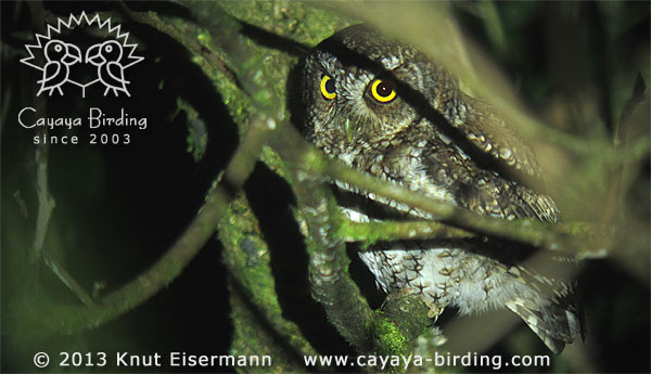 Bearded Screech-Owl