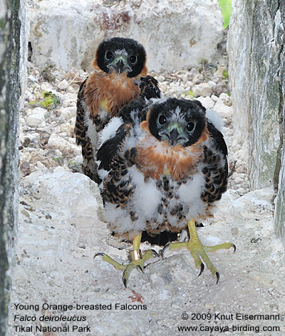 Orange-breasted Falcon