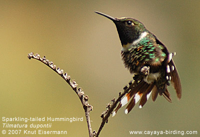 Sparkling-tailed Hummingbird