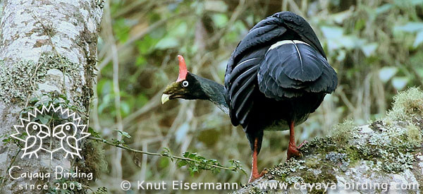 Horned Guan