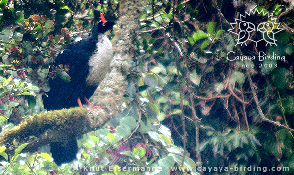 Horned Guan